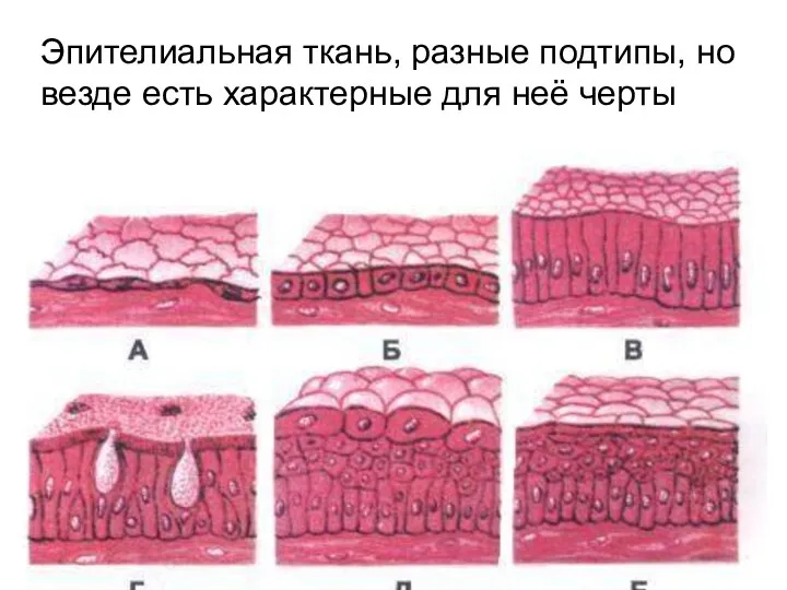 Железистый эпителий рисунок