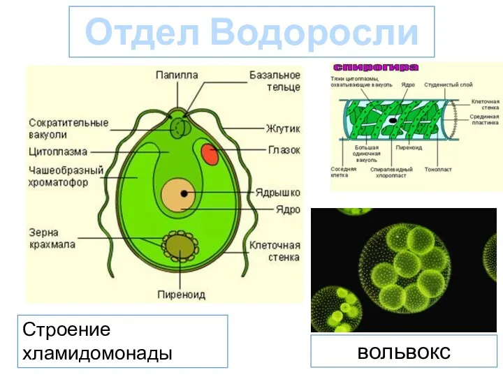 Водоросли строение