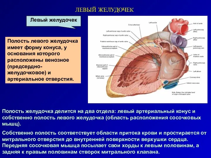 Полости левого желудочка