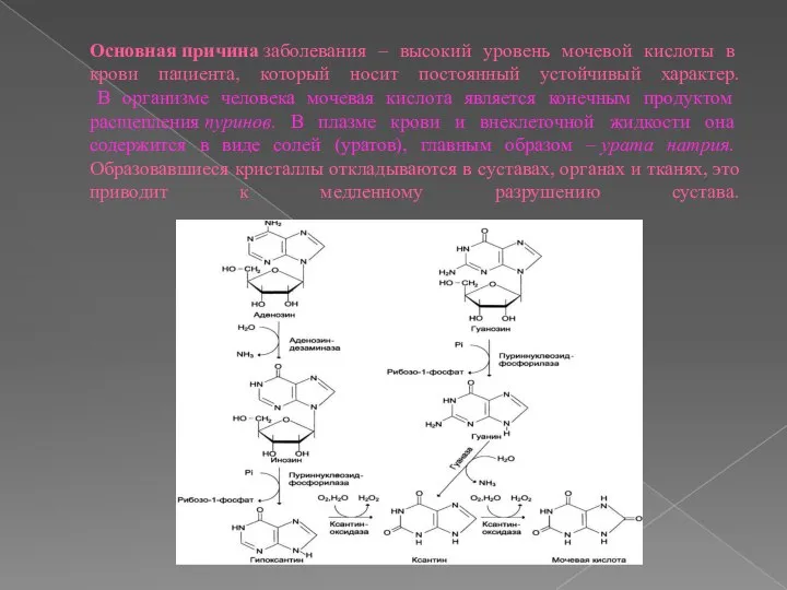 Почему понижен мочевая кислота. Таутомеры мочевой кислоты. Синтез кофеина из мочевой кислоты. Мочевая кислота у птиц. Мочевая кислота + формамид.