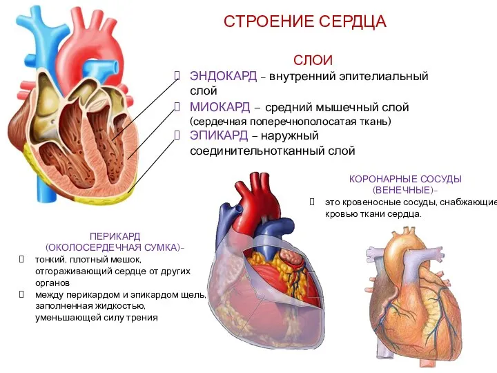 Выберите слои сердца