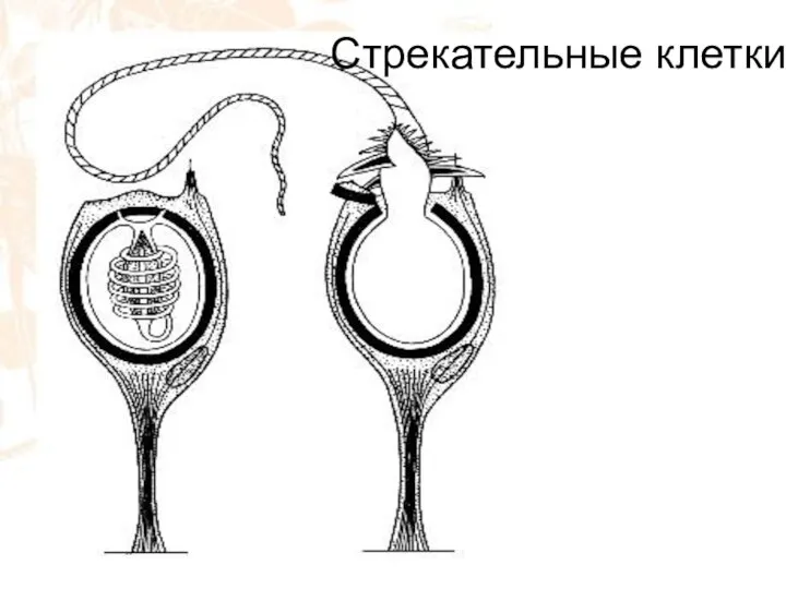 Стрекательные клетки