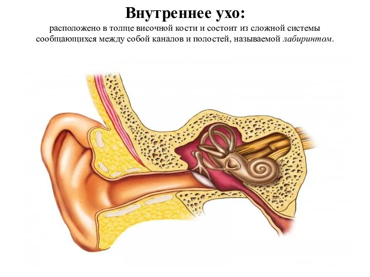 Внутреннее ухо находится в кости. Во внутреннем ухе располагаются.