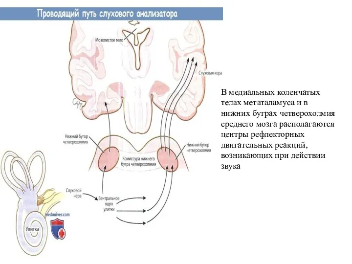 Методы исследования слухового анализатора презентация