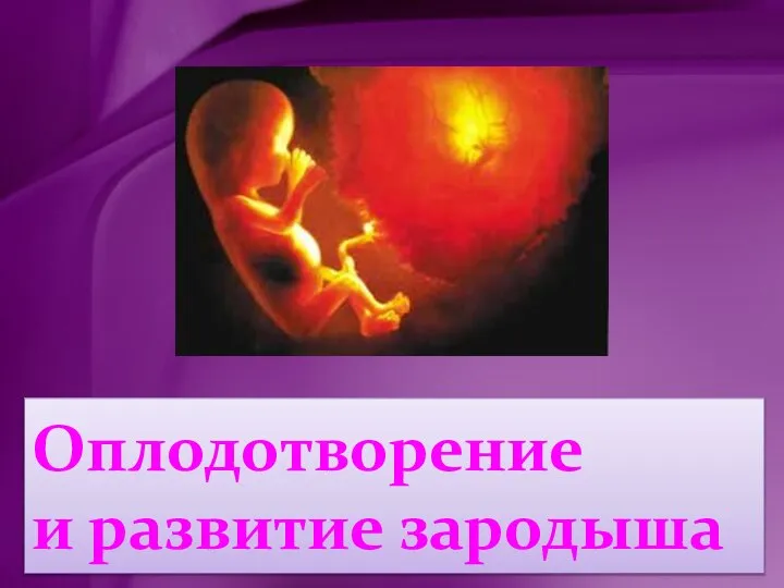 Степени развития эмбриона. Оплодотворение и формирование зародыша. Оплодотворение фото. Оплодотворение и развитие зародыша человека. Оплодотворение и развитие зародыша.