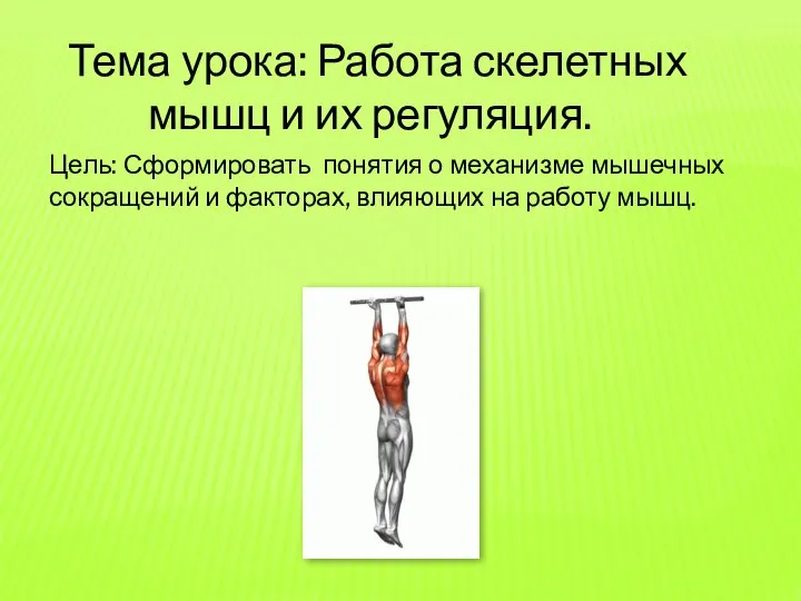 Мышцы робота. Конспект работа скелетных мышц и их регуляция. Скелетные мышцы и их работа. Конспект работа скелетных мышц и их регуляция. Динамическая работа скелетной мышцы.