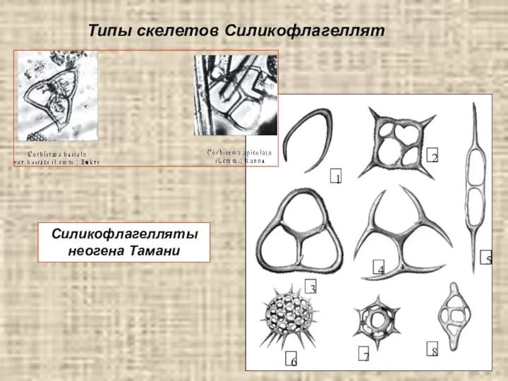 Типы скелетов. Силикофлагеллаты. Диктиоха. Скелетный Тип.