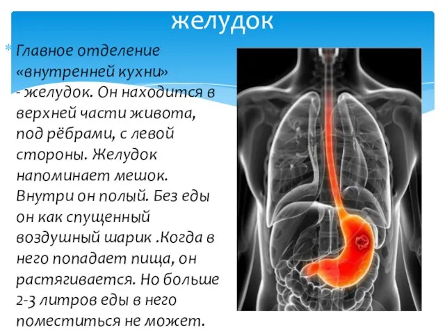 Органы внутренней кухни человека