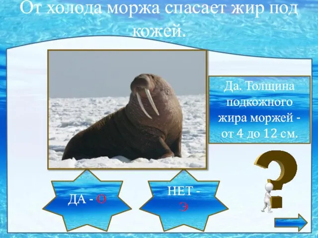 Какую функцию выполняет жир у моржа. Какую функцию выполняет жир у моржа