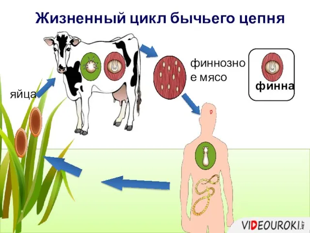 Жизненный цикл бычьего