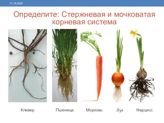 Стержневая и мочковатая корневая система