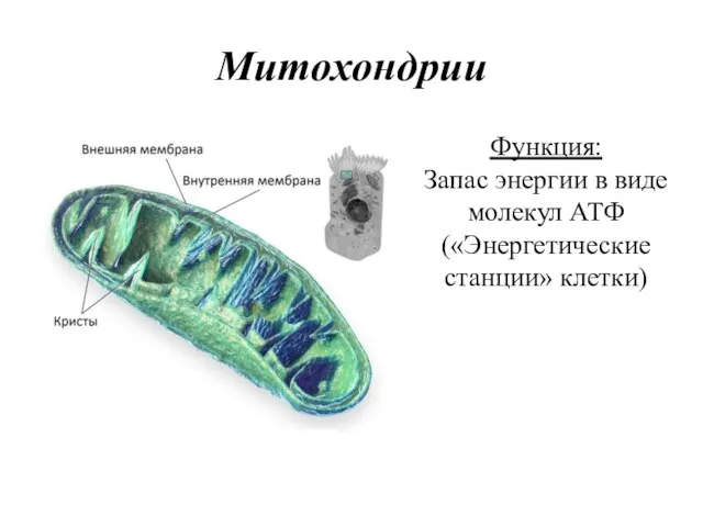 Митохондрии энергетические станции клетки. Энергетическая станция клетки. Как выглядит энергетическая станция клетки.