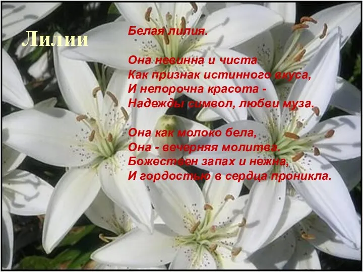 Я подарю вам лилии белые. Непорочная Лилия. Лилия символ надежды. Белые лилии песня. Лилия она же.