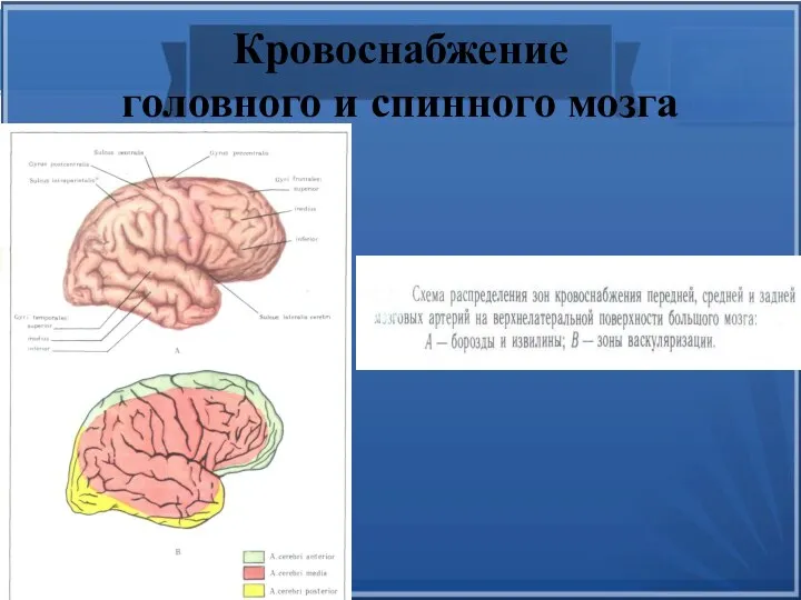 Заболевания головного и спинного мозга
