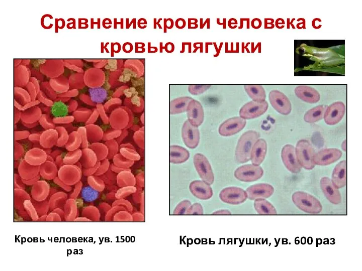 Исследование крови лягушки какая биологическая наука