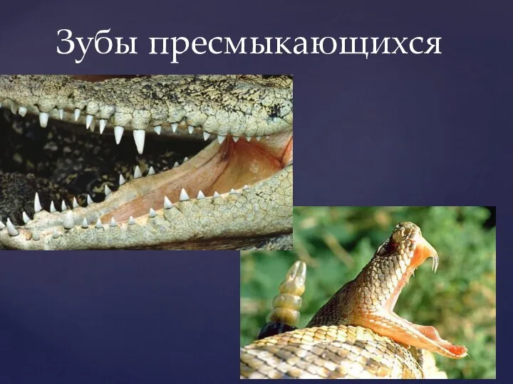 строение зубов рептилий. миссисипский аллигатор зубы. гребнистый крокодил зубы. зубы пресмыкающихся. нильский крокодил.