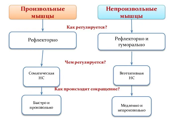 Произвольные и непроизвольные мышцы.