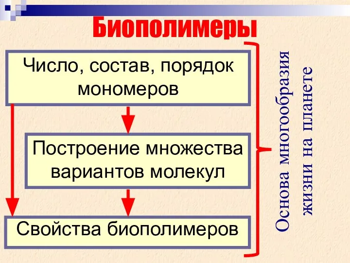 Биополимеры образование