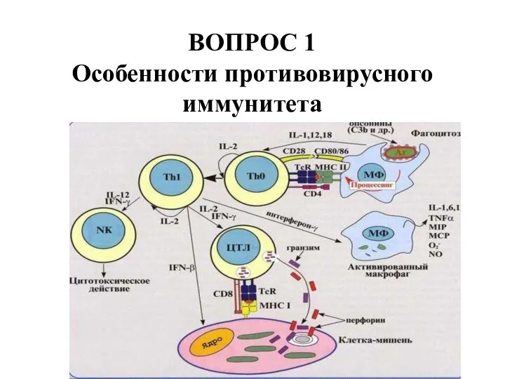 Особенности противовирусного иммунитета презентация