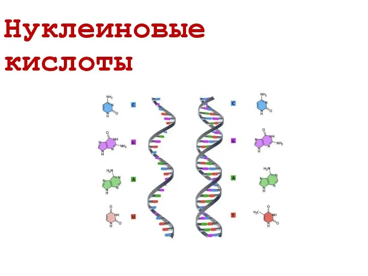 Нуклеиновые кислоты продукты