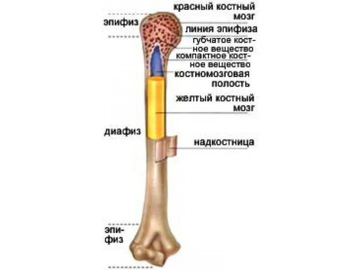 Кость как орган