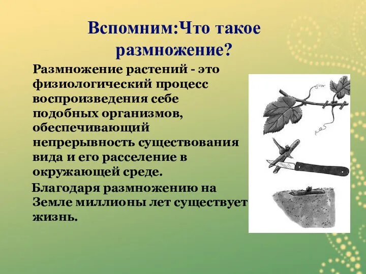 Воспроизводство организмами себе подобных. Процесс воспроизведения себе подобных организмов называется.