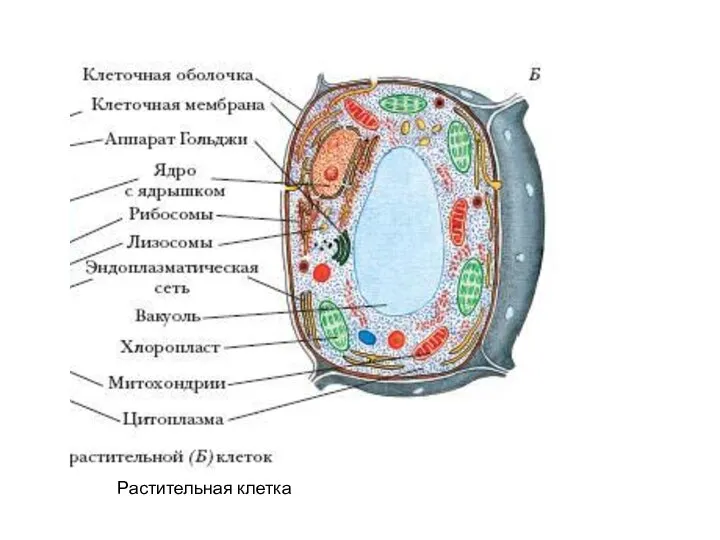 Сколько клеток входит