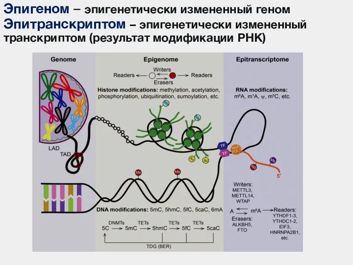 Эпигенетическая модификация днк