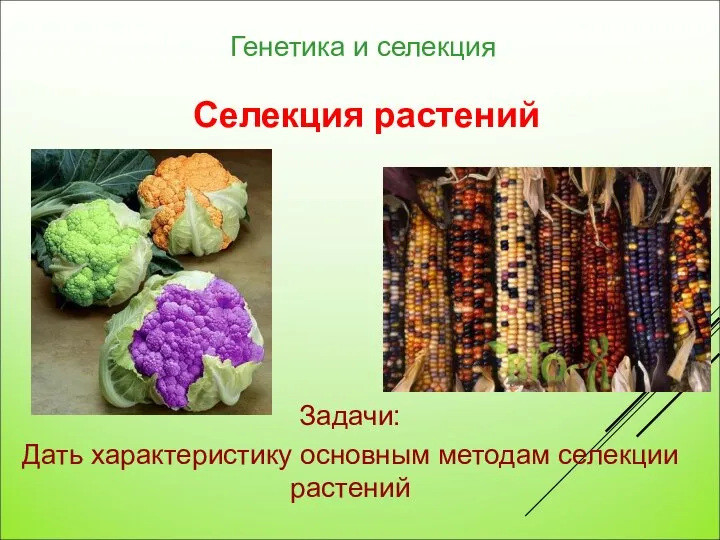 Селекционер растений. Сорт порода штамм это в биологии. Научные основы селекции. Специфические методы селекции. Методы селекции растений.