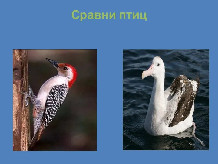 Сравнение птиц 3 класс