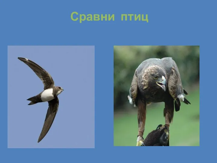 Сравнение птиц 3 класс