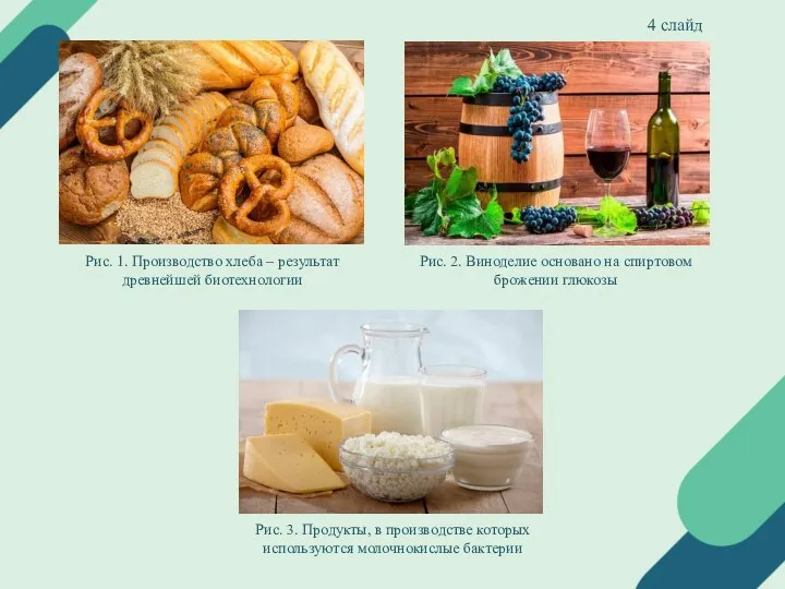 Биотехнология виноделия. Биотехнология в древности. Биотехнология 10 класс биология презентация. Биотехнология 10 класс химия конспект урока.