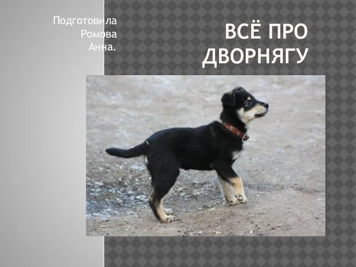 По наружности соболько напоминал обыкновенную дворнягу разбор. По наружности соболько напоминал обыкновенную дворнягу разбор. По наружности соболько напоминал обыкновенную дворнягу разбор. Овчарка дворняжка. Серая дворняга.