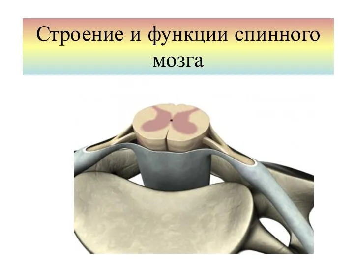 Спинной мозг строение презентация 8 класс. Спайка спинного мозга. Строение и функции спинного мозга 8 класс. Спинной мозг из пластилина. Спинной мозг 8 класс биология