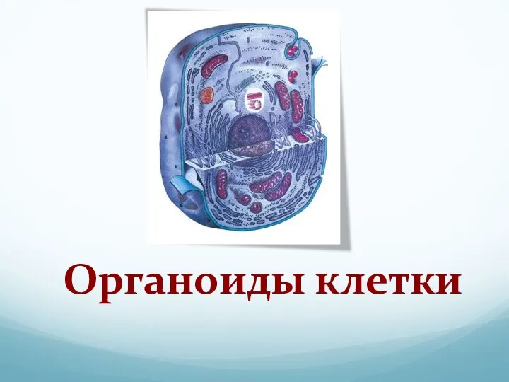 Клеточное строение организма органоиды. Содержат органоиды клетки. Содержат органоиды клетки. Животная клетка строение и функции. Строение клетки функции органоидов животной клетки анатомия.