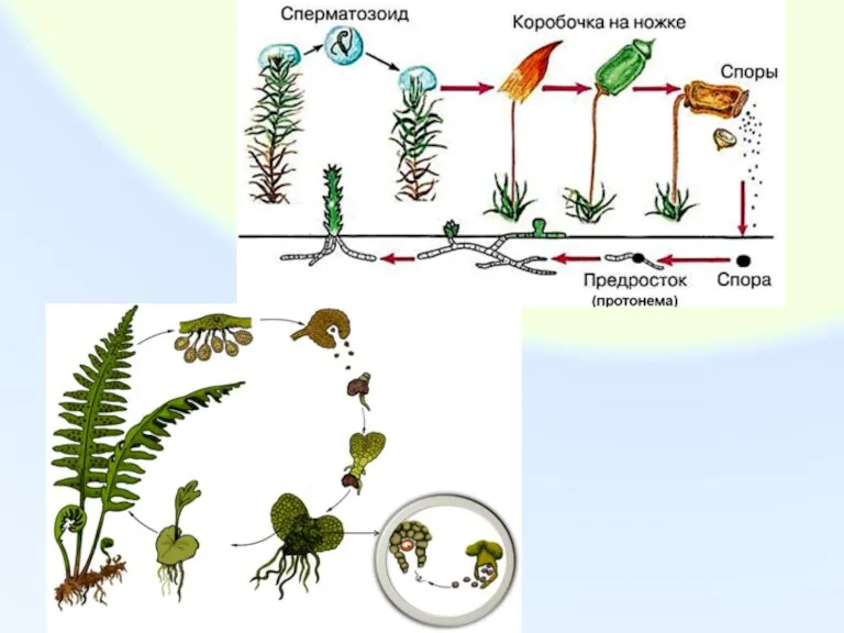 Сорус папоротника щитовника. Сорусы папоротника. Папоротниковидные споры созревают в коробочках на ножках. Разноспоровые папоротники. Споры у папоротника образуются.