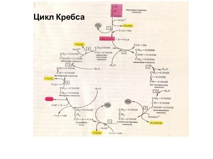 Цикл кребса