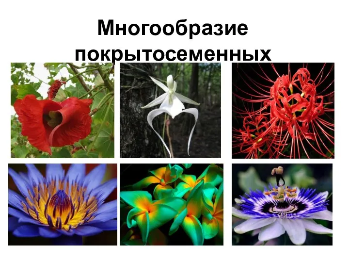 Эволюция цветка покрытосеменных