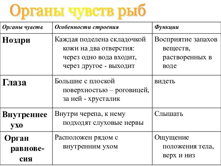 Орган чувств строение функция таблица