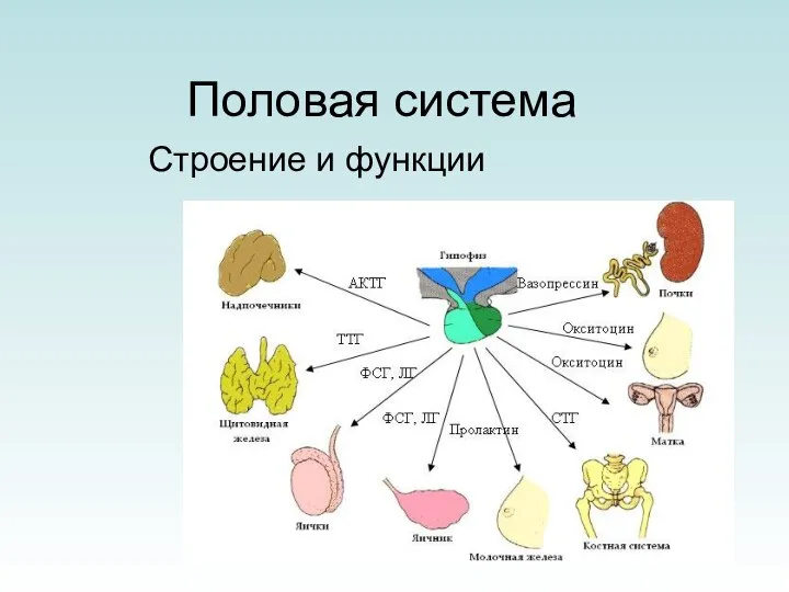 Органы составляющие половую систему. Половая система органов органы. Органы системы органов размножения. Строение и функции мужских половых органов кратко. Репродуктивная система человека таблица.