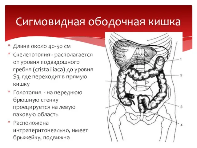 Поперечная ободочная кишка рисунок