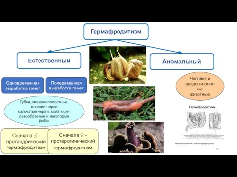 Гермафродитизм вид размножения. Гермафродитизм это в биологии. Гермафродиты это раздельнополые и однополые.