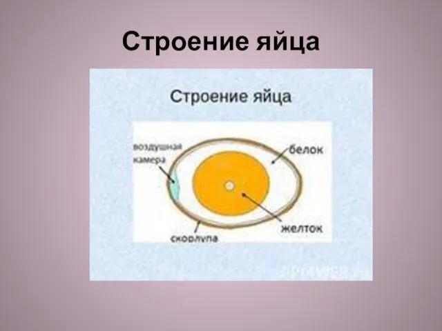 Строение яйца человека. Строение яйца. Строение яйца киви. Внутреннее строение яйца.