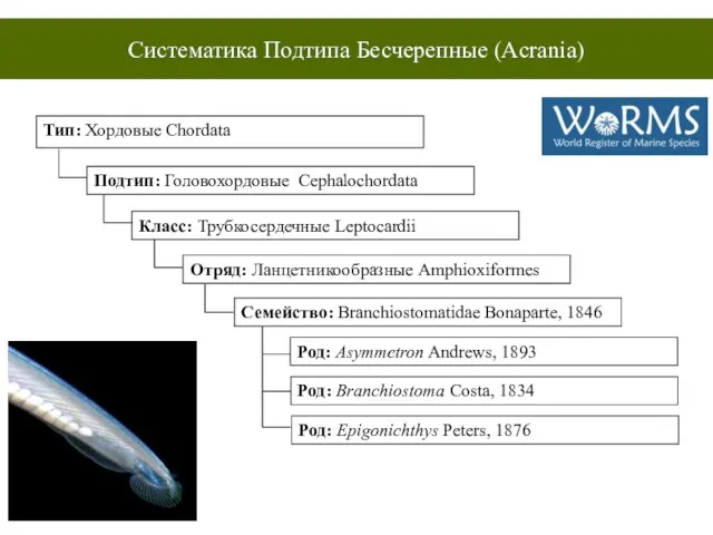 Тип Хордовые Подтип Бесчерепные. Подтип Бесчерепные класс. Тип Хордовые систематика. Типы подтипы и классы.