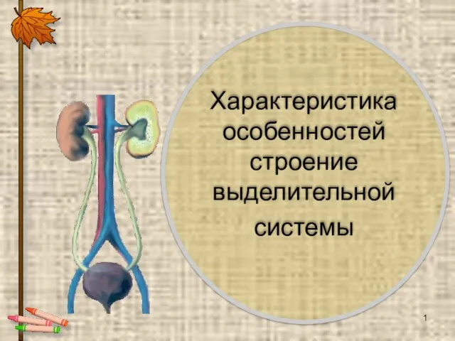 Системы органов человека выделительная система. Выделительная система функции системы. Основная роль выделительной системы заключается. Основная роль выделительной системы заключается. Строение выделительной системы.
