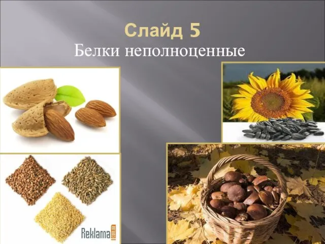 Найдите 5 белок. Счетный материал белочки. Найдите 5 белок. Белка задача. Белка ищет.
