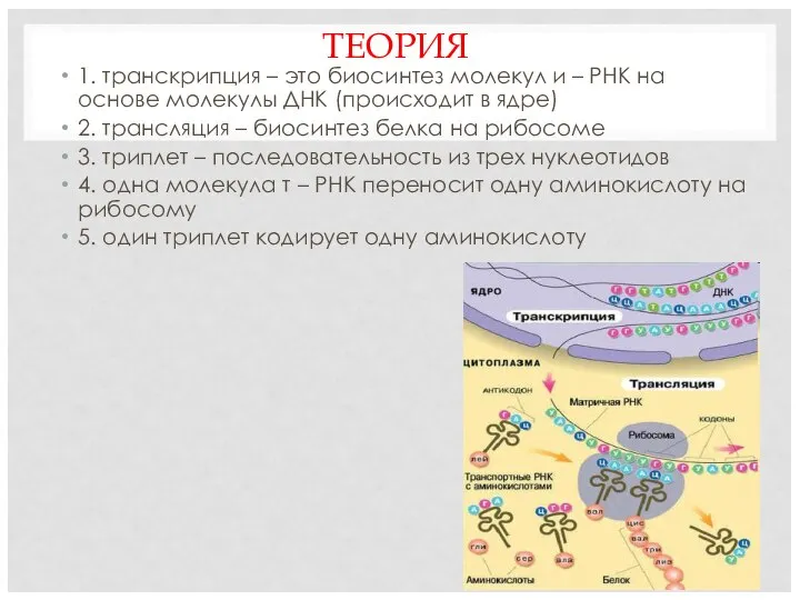 Процесс транскрипции осуществляется в ядре. 3 Этапа синтеза белка. Этапы биосинтеза белка схема. Синтез белка схема ЕГЭ. Схема процессов транскрипции и трансляции.