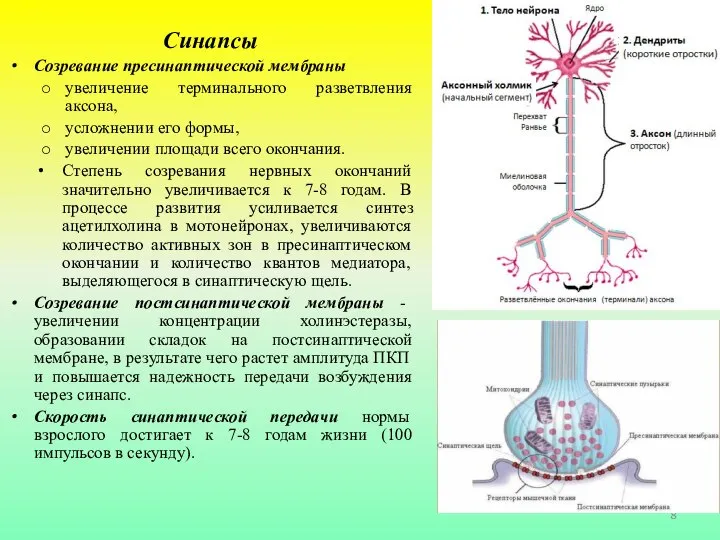 Созревание нервной