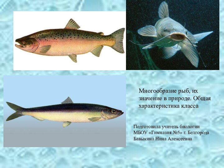Многообразие рыб 7 класс. Разнообразие рыб. Многообразие рыб. Разнообразие рыб в природе. Сообщение по многообразию рыб.
