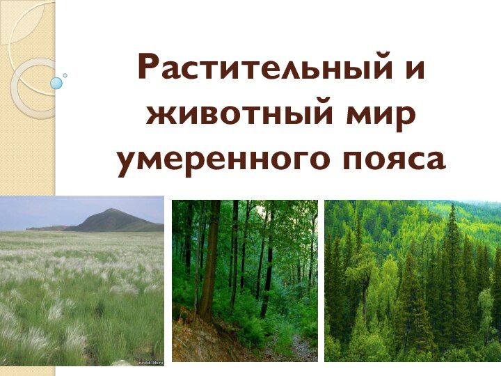 Растения умеренного пояса